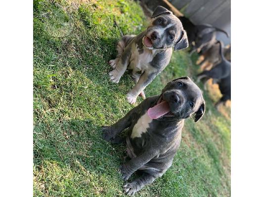 X μάζα αμερικανικό pit bull terrier
